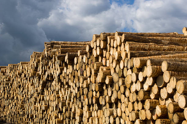 Lumber industry - yard of timber in saw mill