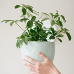 replacing plant replacing plant