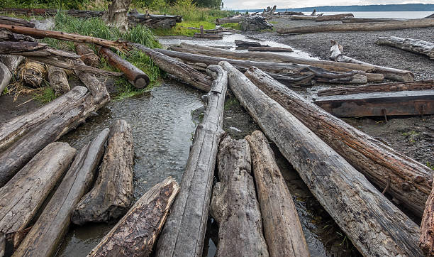 Closeup shot of driftwood logs along the shore at Seahurst Beach in Burien, Washington.